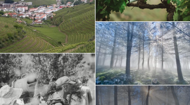 Concurso Fotografia D’Ouro
