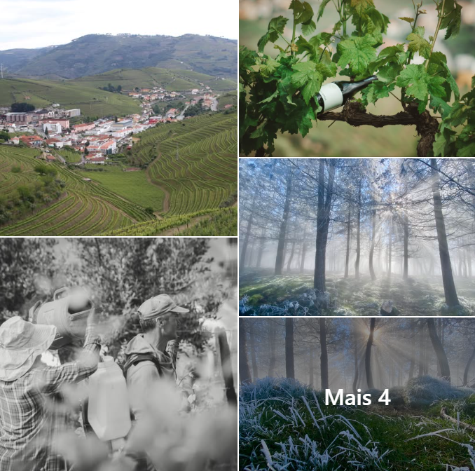  Concurso Fotografia D’Ouro 